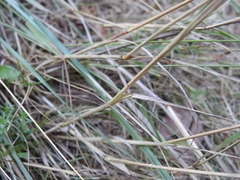 Cynosurus cristatus