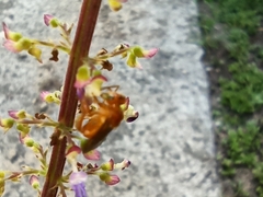 Aculeata