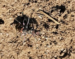 Cicindela hybrida
