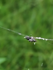 Gasteracanthinae