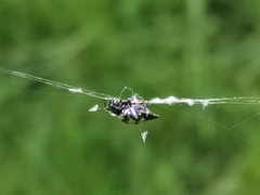 Gasteracanthinae