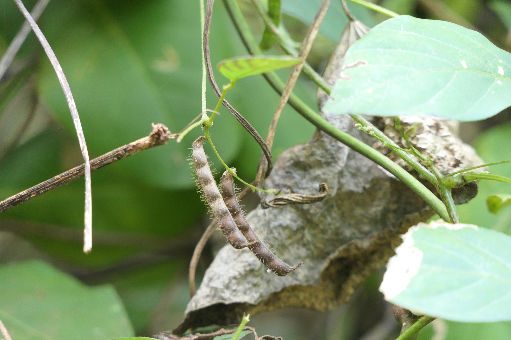 Teramnus mollis
