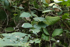 Teramnus labialis