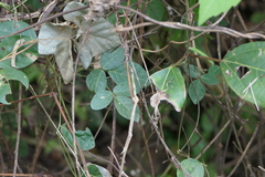 Teramnus labialis