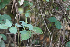 Teramnus labialis