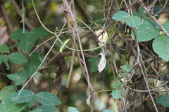 Teramnus labialis