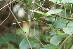 Teramnus labialis