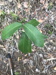 Chionanthus foveolatus