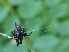 Gasteracantha