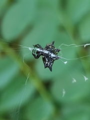 Gasteracantha