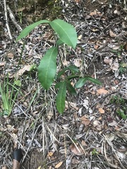 Chionanthus foveolatus