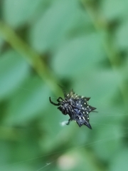 Gasteracantha