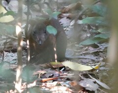 Hypsiprymnodon moschatus