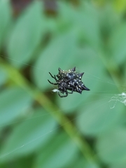 Gasteracantha