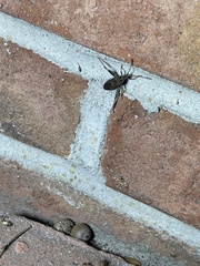 Leptoglossus clypealis