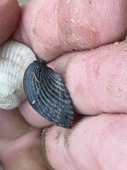 Anadara brasiliana