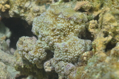 Acroporidae