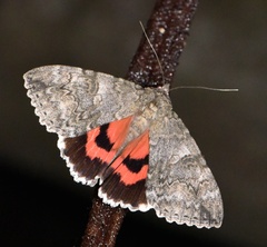 Catocala nupta