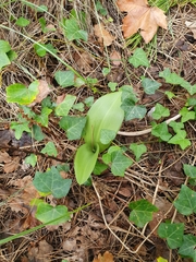 Himantoglossum robertianum