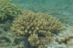 Acropora tenuis