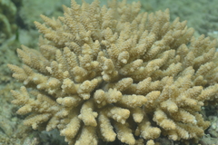 Acropora tenuis