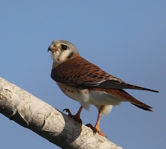 Falco sparverius dominicensis