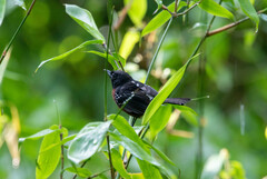 Microrhopias quixensis