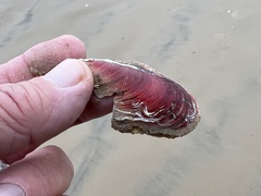Modiolus americanus