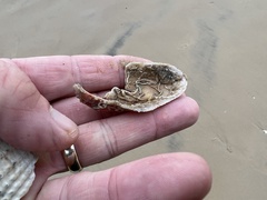 Modiolus americanus