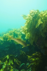 Olisthops cyanomelas