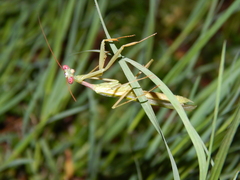 Miomantis