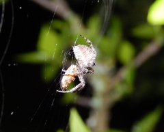Pararaneus cyrtoscapus