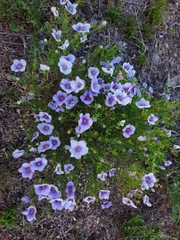 Nierembergia linariifolia