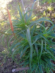 Aloe arborescens
