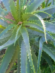 Aloe arborescens