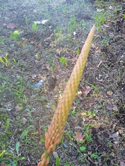 Aloe arborescens