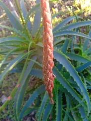 Aloe arborescens