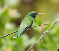 Colibri serrirostris