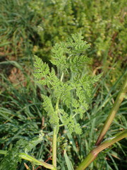 Anthriscus caucalis