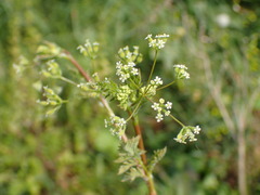 Anthriscus caucalis