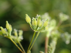Anthriscus caucalis