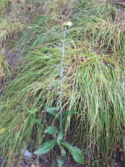 Erigeron primulifolius