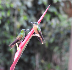 Heliodoxa rubricauda