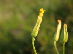 Crepis pulchra