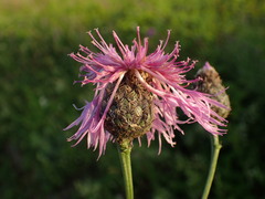 Centaurea scabiosa