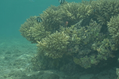 Acropora tenuis