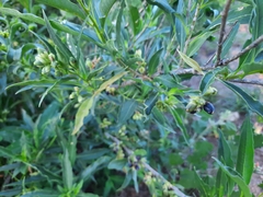 Cestrum