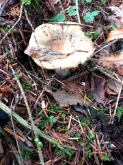 Russula cerolens