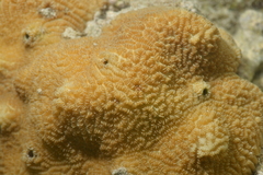 Leptoria phrygia