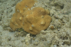 Leptoria phrygia